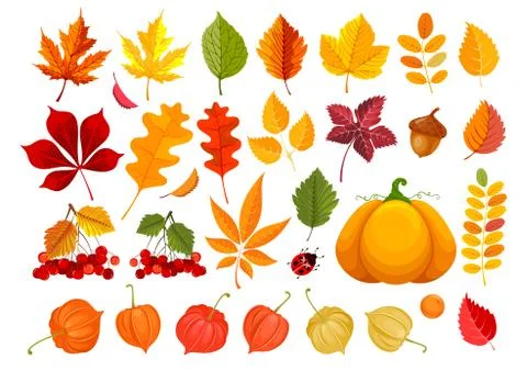 Fall Leaves And Autumn Objects Set Stock Illustration