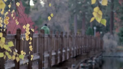 Fall leaves and bridge over quiet stream Stock Footage 83237244