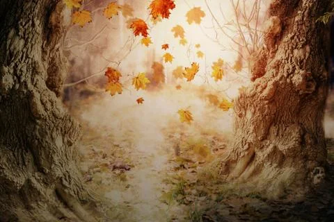Fall Leaves and Old Trees Stock Illustration