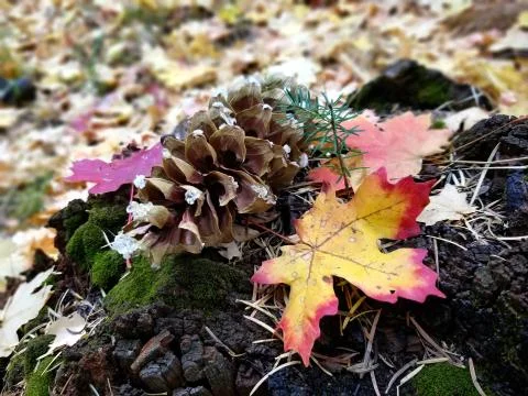 Fall leaves and pine cone on mossy stump Stock Photos