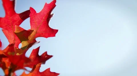 Fall Leaves and Sky: Background Видео 8829491