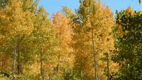 Fall leaves and trees Aspens Steens Mountain Near Malhuer Wildlife Refuge 7 Stock-Footage 81670556
