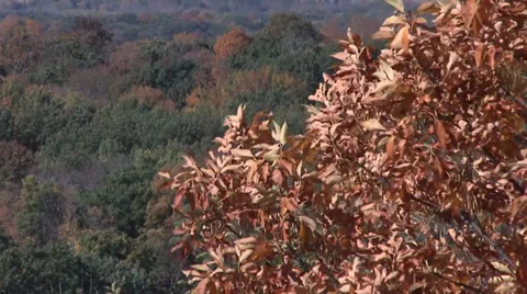 Fall Leaves and Trees Stock Footage 32898748