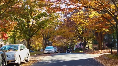 Fall Leaves and Trees in the Streets Video stock 221287856