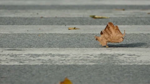 Fall leaves and wheels on crosswalk Stock Footage 68720351