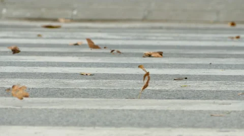 Fall leaves and wheels on crosswalk, 4k Stock Footage 68720455