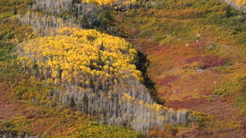 Fall leaves on Aspen trees on a mountainside in Park City, Utah. Stock Footage 221222441