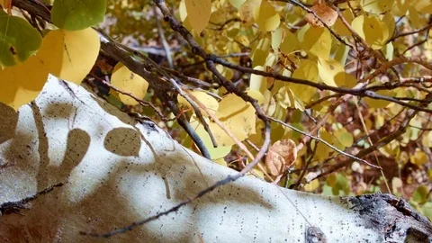 Fall leaves Aspens Steens Mountain Near Malhuer Wildlife Refuge 4 Stock Footage 81671812