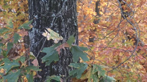 Fall Leaves Autumn Video stock 945425