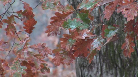 Fall Leaves Autumn 库存影片 997614