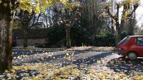 Fall of the leaves in autumn Stock Footage 70095812