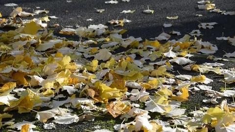Fall of the leaves in autumn Stock Footage 70096530