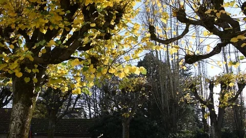 Fall of the leaves in autumn Stock Footage 70096564