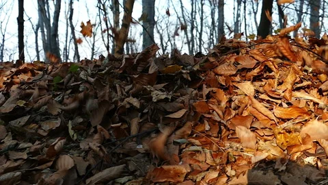 Fall of the Leaves in autumn Video stock 236713791