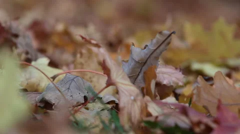 Fall of the leaves in the autumn forest. Stock Footage 68699848