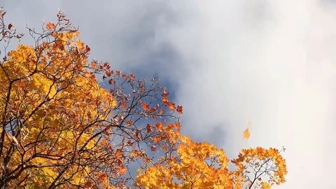 Fall of leaves in an autumn park. Stock Footage 75392140