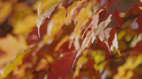 Fall Leaves B Roll 1 Stock Footage 30880799