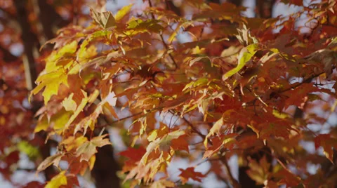 Fall Leaves B Roll 2 Stock Footage 30880895