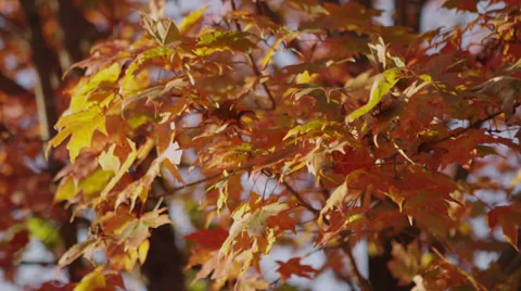 Fall Leaves B Roll 3 Stock Footage 30880995