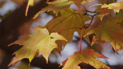 Fall Leaves B Roll 4 Stock Footage 30881415