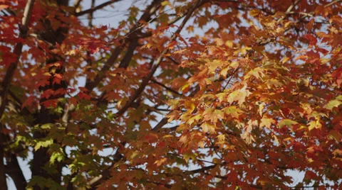 Fall Leaves B Roll 5 Stock Footage 30881647