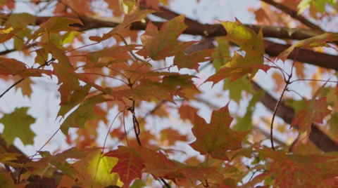 Fall Leaves B Roll 6 Stock Footage 30881980