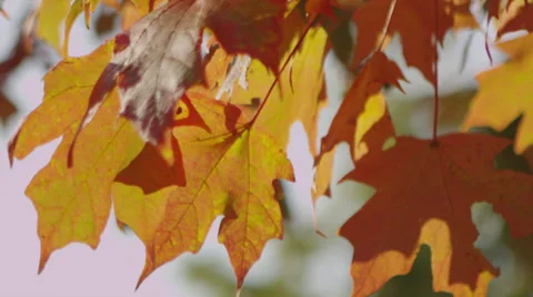 Fall Leaves B Roll 7 Stock Footage 30883092