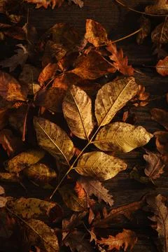 Fall leaves backdrop, top view on arranged textured leaves on park bench Foto stock