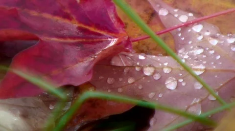 Fall leaves background Vídeo Stock 543796