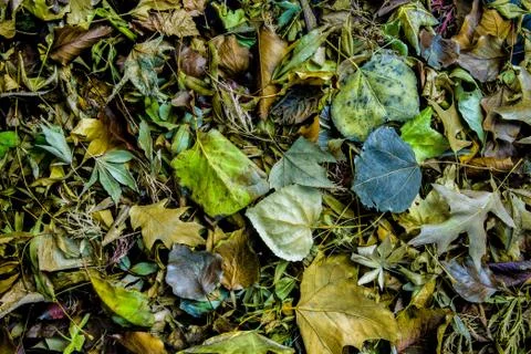 Fall leaves background 写真素材