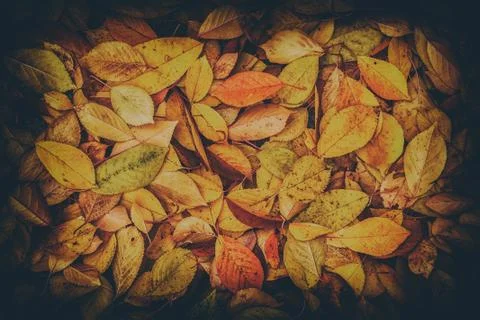 Fall leaves background Stock Photos