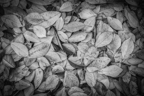 Fall leaves background Stock Photos