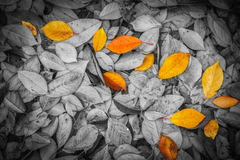 Fall leaves background Stock Photos