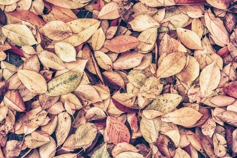 Fall leaves background Stock Photos