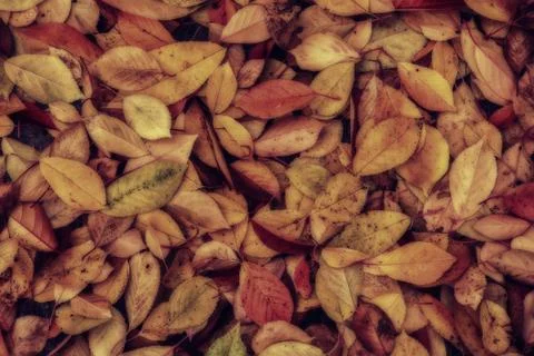 Fall leaves background Foto stock