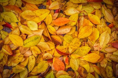 Fall leaves background Stock Photos