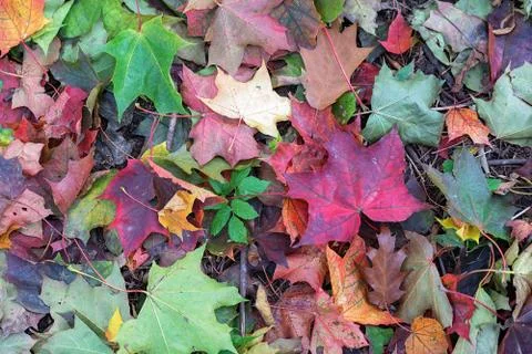 Fall leaves background Stock Photos