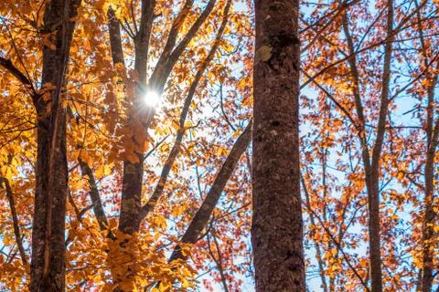 Fall leaves background Stock-Fotos