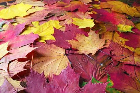 Fall leaves background Stock Photos