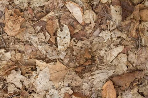 Fall leaves background Stock Photos