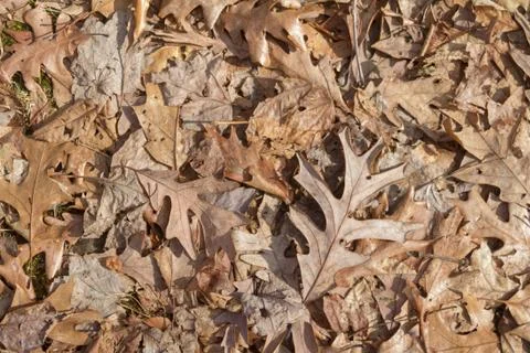 Fall leaves background Stock Photos