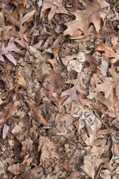 Fall leaves background Stock Photos