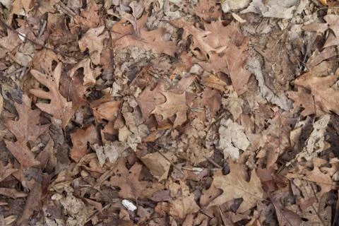 Fall leaves background Stock Photos