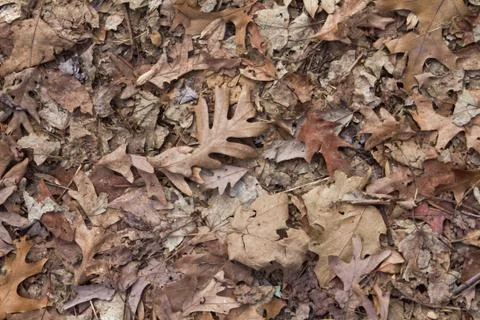 Fall leaves background Stock Photos