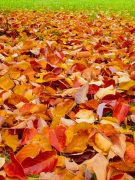 Fall leaves background Stock Photos