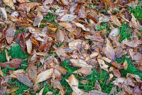 Fall leaves background Stock Photos