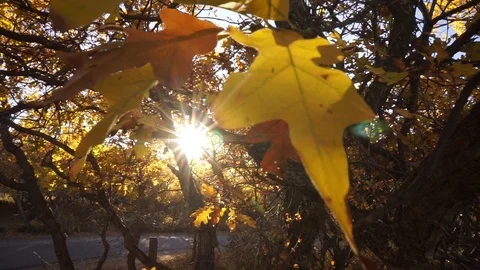 Fall leaves backlit by sun Video stock 89841369
