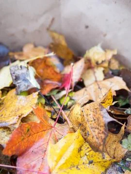 Fall leaves in bag Stock Photos