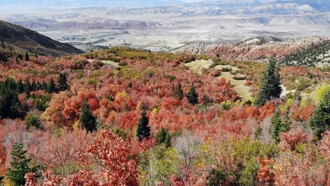 Fall leaves in a beautiful canyon Stock Footage 97130626