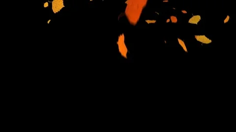 Fall of Leaves Birch Stock-Footage 78654527